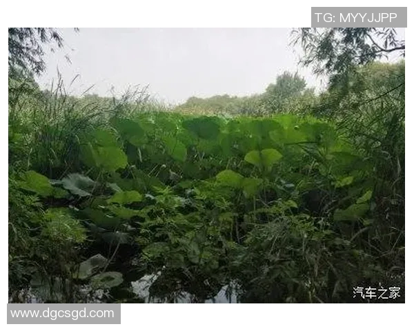 心归绿白》：涅槃重生的城市蜕变与绿白融合之路